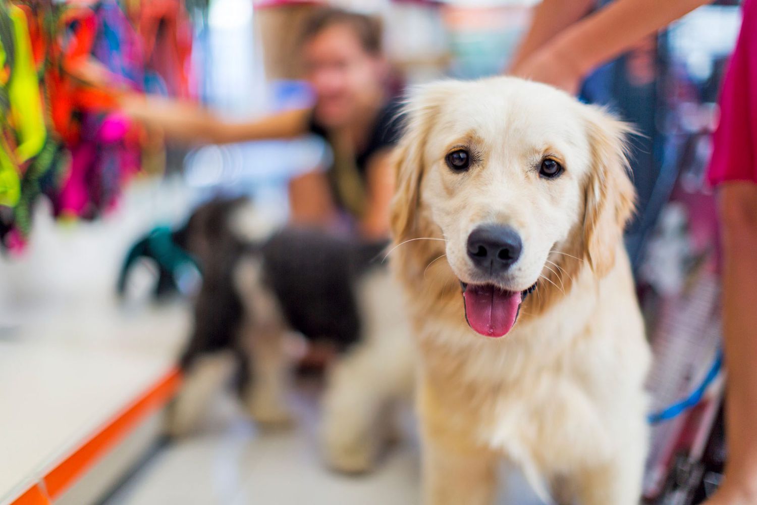 10 Dog-Friendly Stores Where You Can Take Your Pup on the Ultimate Shopping  Spree | Daily Paws