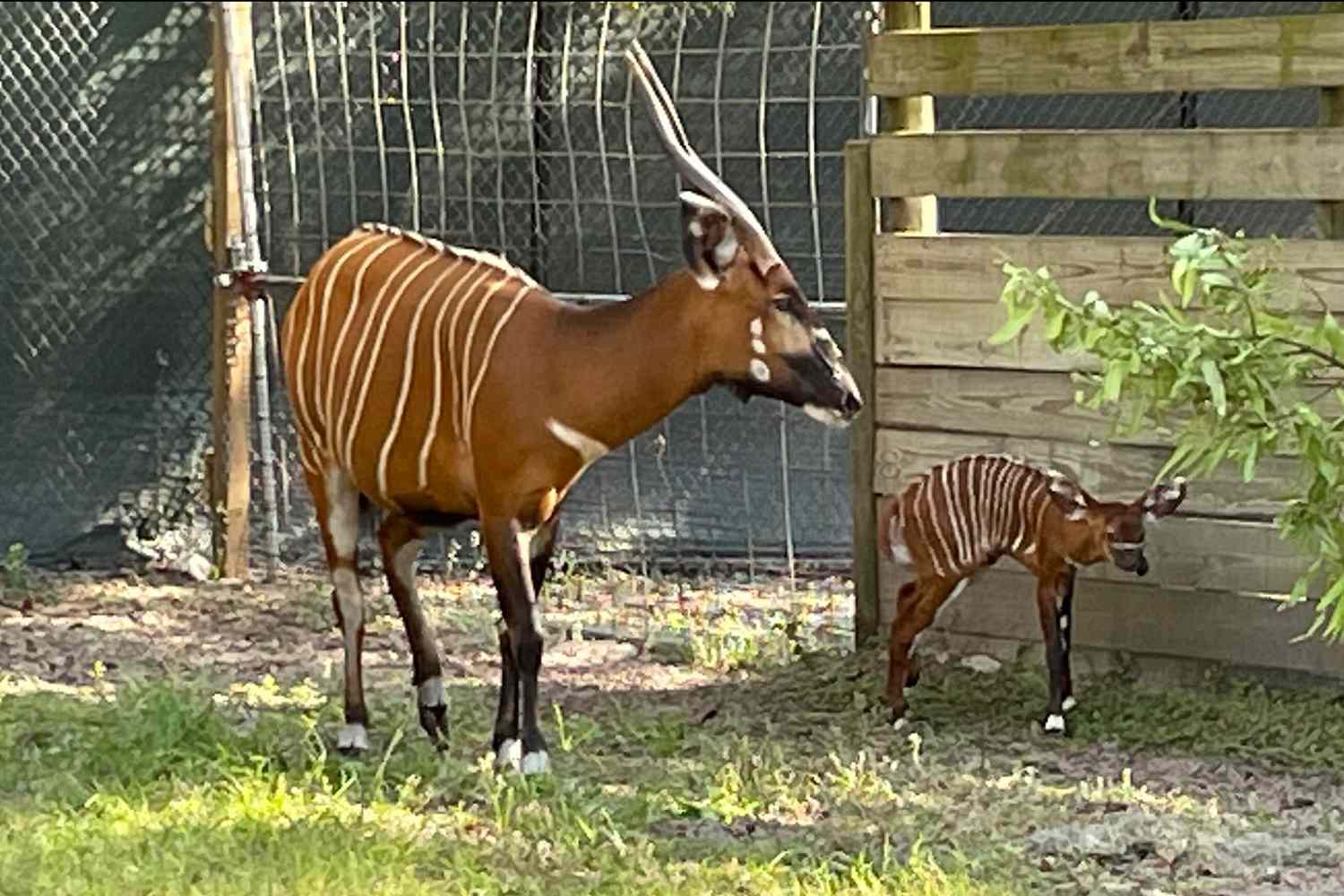 Eastern Bongo Calf, Member of an Endangered Species, Born at ZooTampa |  Daily Paws