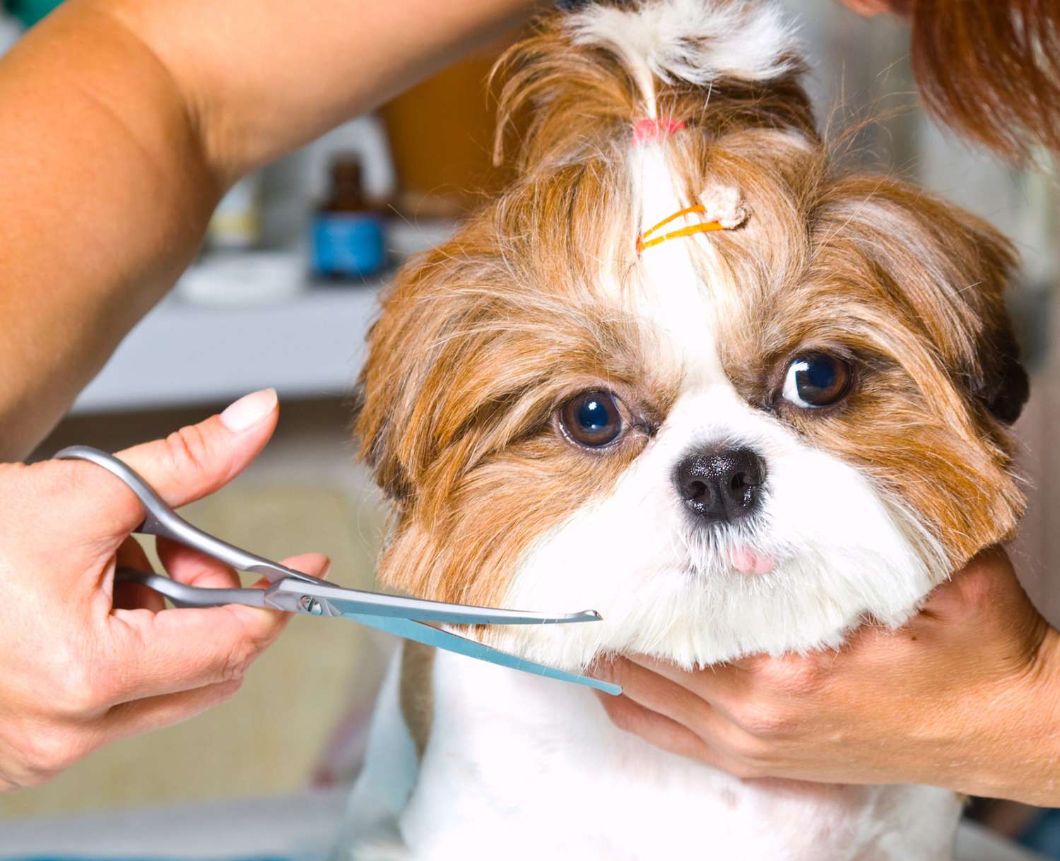 4 Adorable Shih Tzu Haircuts to Ask Your Groomer to Try | Daily Paws