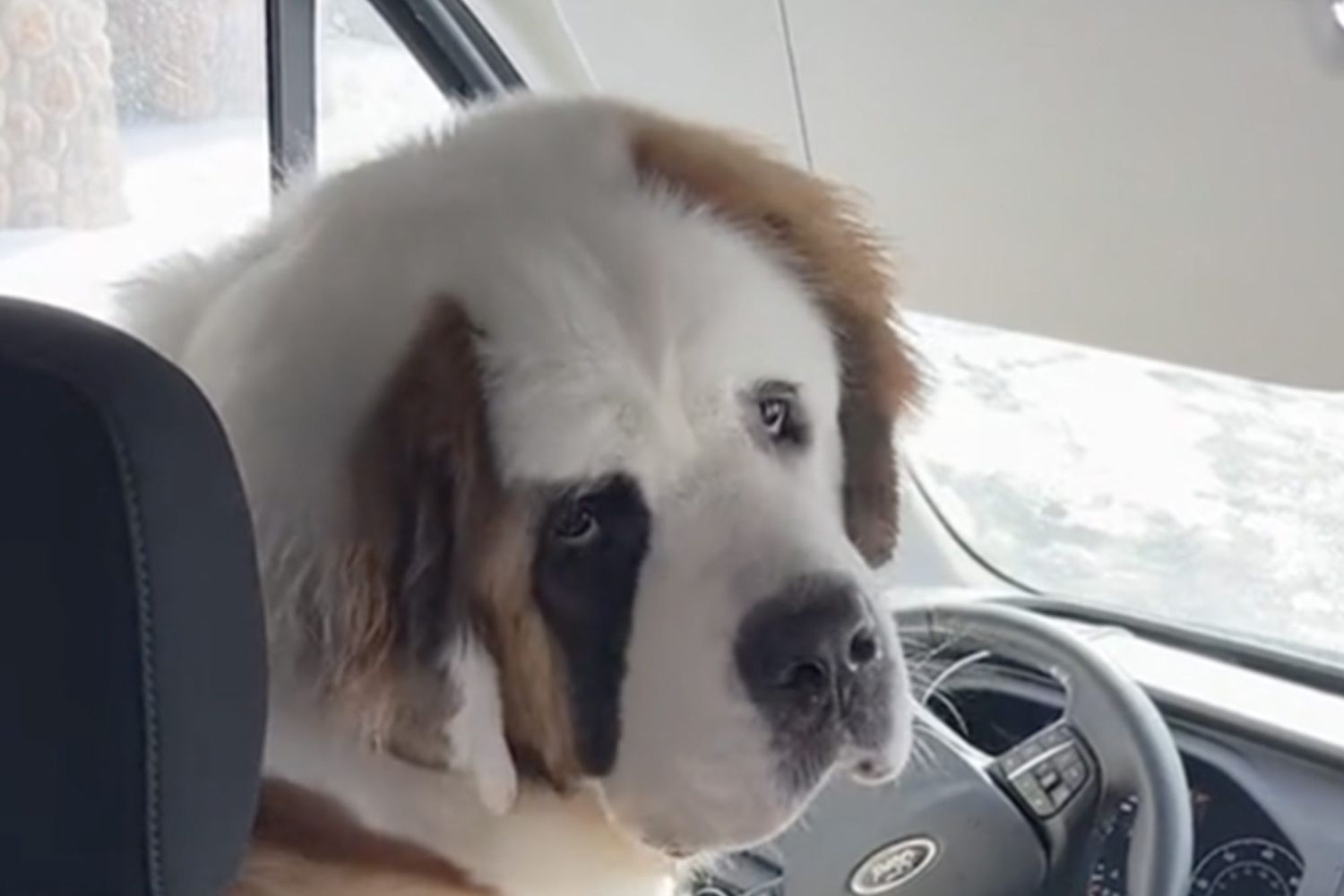 Watch This Large Dog's Bold, Adorable Attempt To Steal an Amazon Delivery Truck