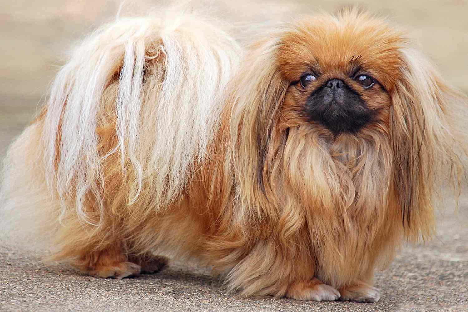 13 Glamorous Long-Haired Dog Breeds Giving Us Life | Daily Paws