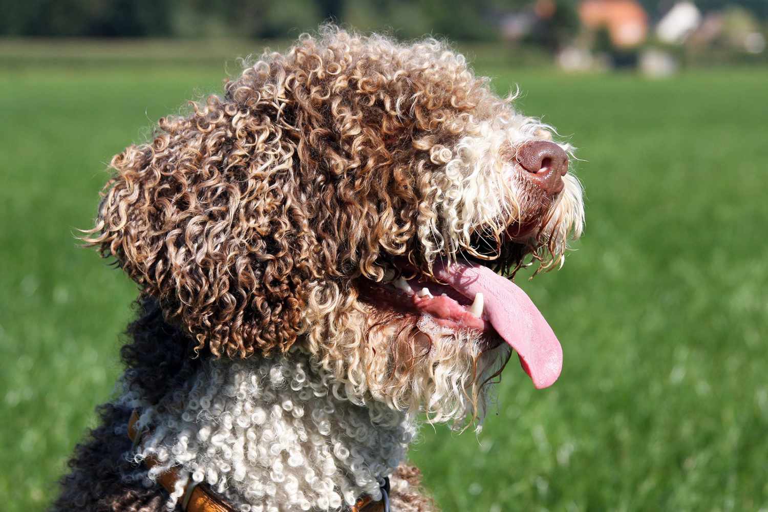 226 of the Best Spanish Dog Names For Iberophiles