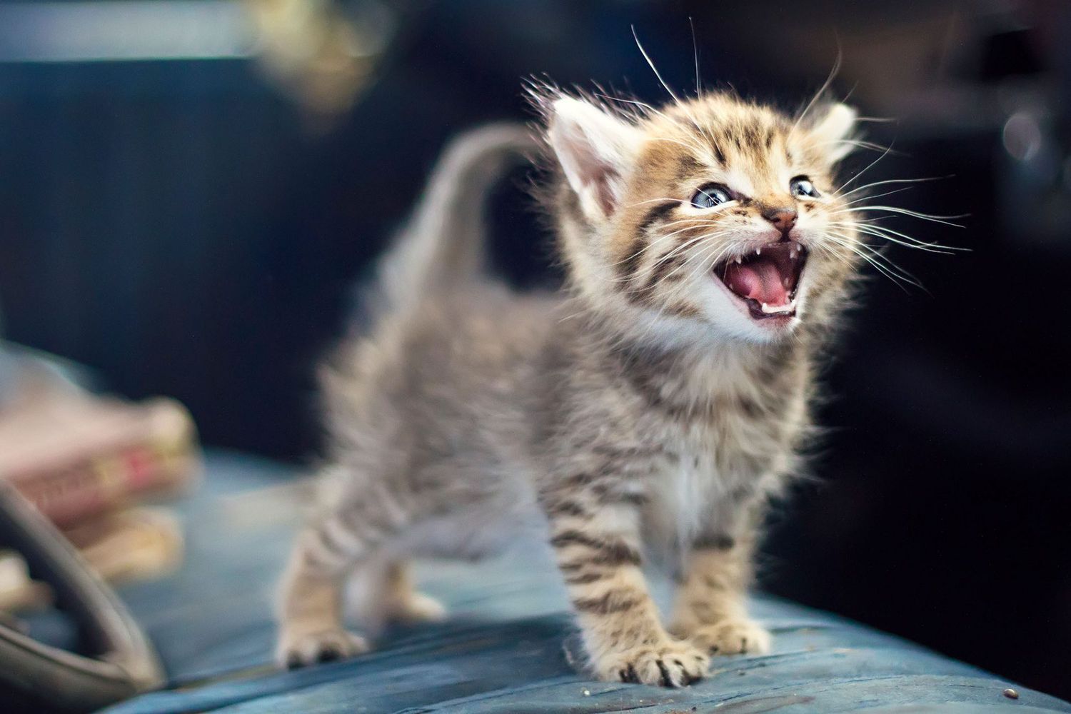 Steward Watchful famlende Cat Meowing: Understanding Why Your Cat Meows & What It Means | Daily Paws