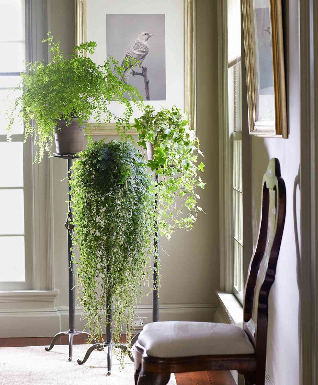 How to Get Rid of the Pesky Gnats Buzzing Around Your Houseplants