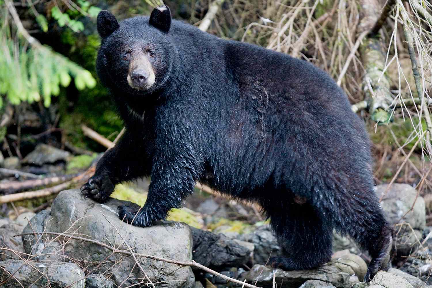 Wis. Couple Kills Bear After Being Attacked in Their Home While Their Children Were Asleep