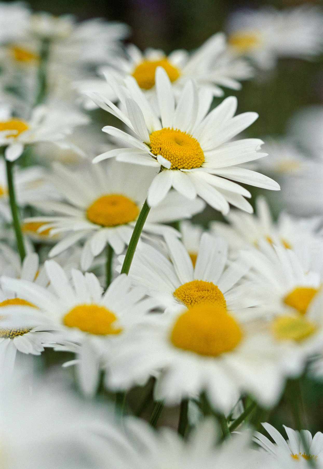 5 Fun Facts About Daisies You Probably Didn't Know