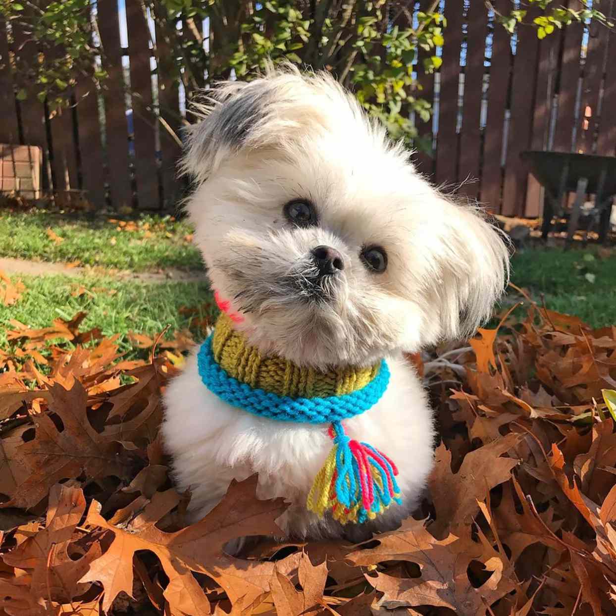 10 Shih Tzu Mixes Who Will Make Your Skip a Beat | Paws