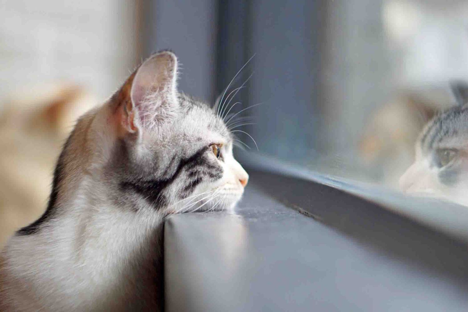 What Is Cat Chattering & Why Do They Do It? | Daily Paws