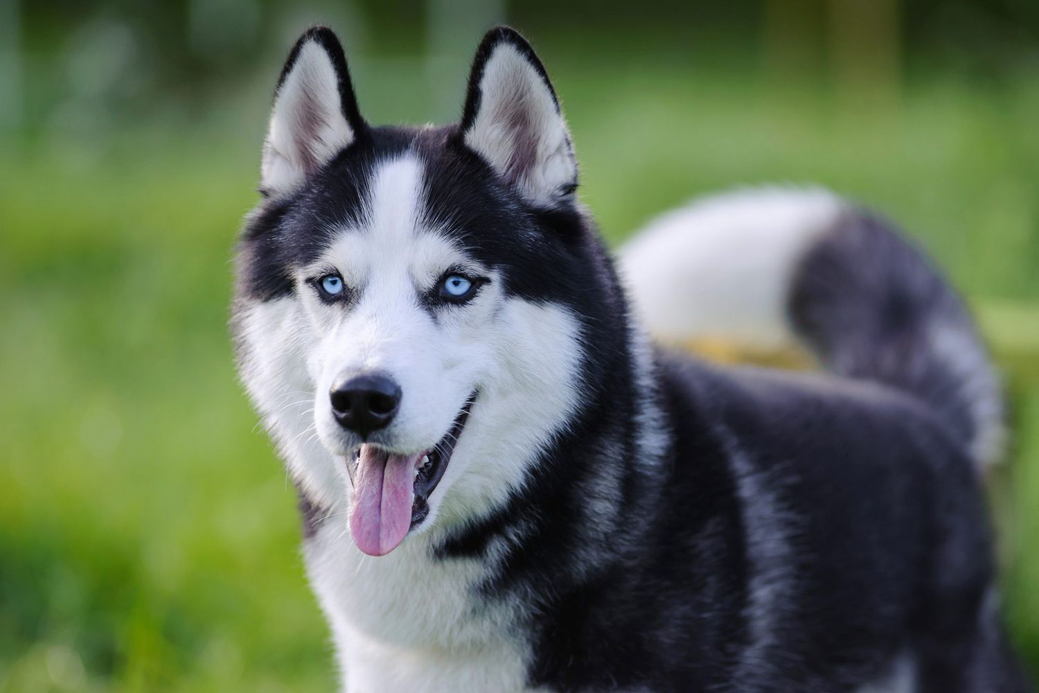 200+ Unique Husky Names for Your Winter-Loving Dog | Daily Paws