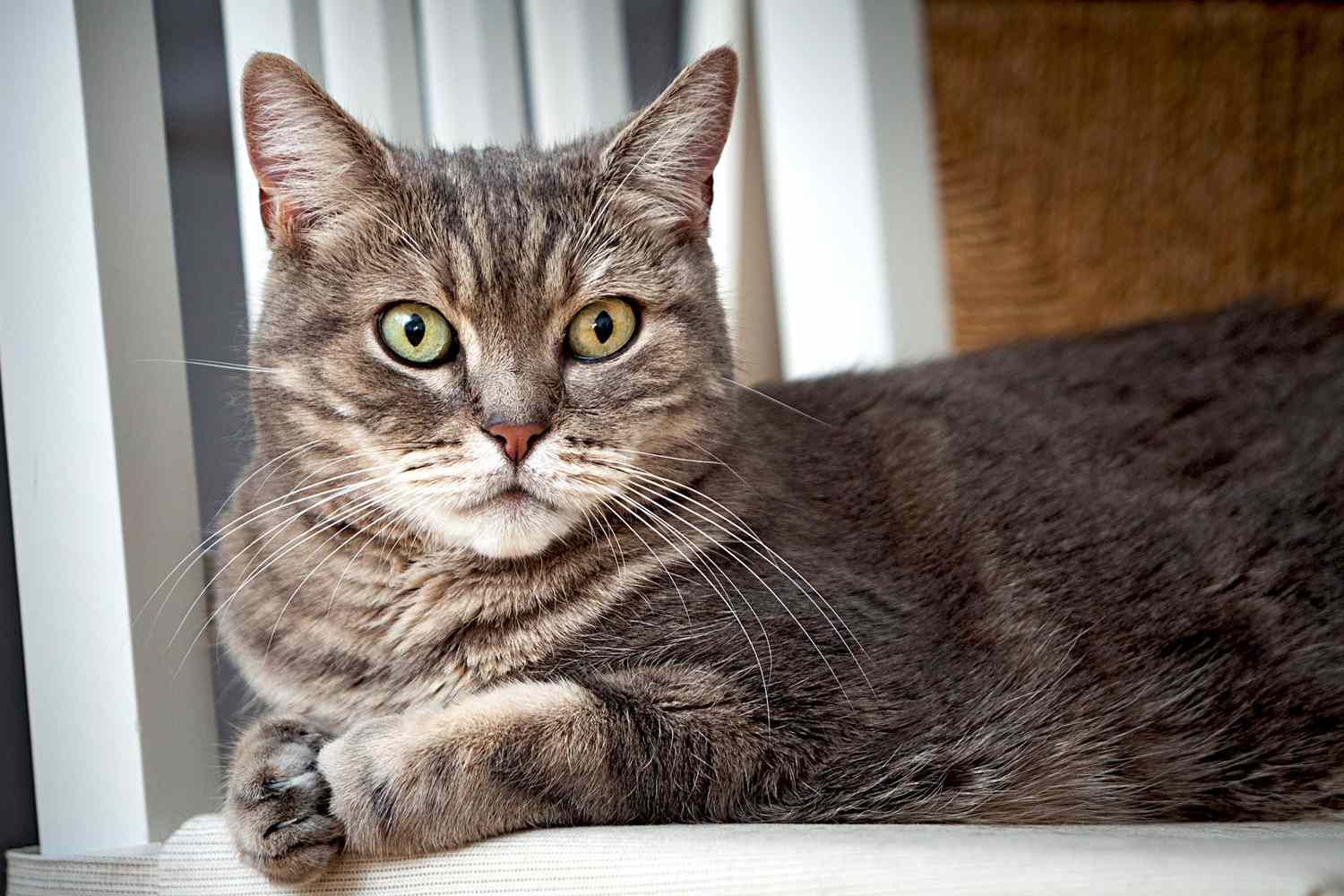 10 Short Hair Cat Breeds Who Are Perfectly Suited to Sharing Life With |  Daily Paws