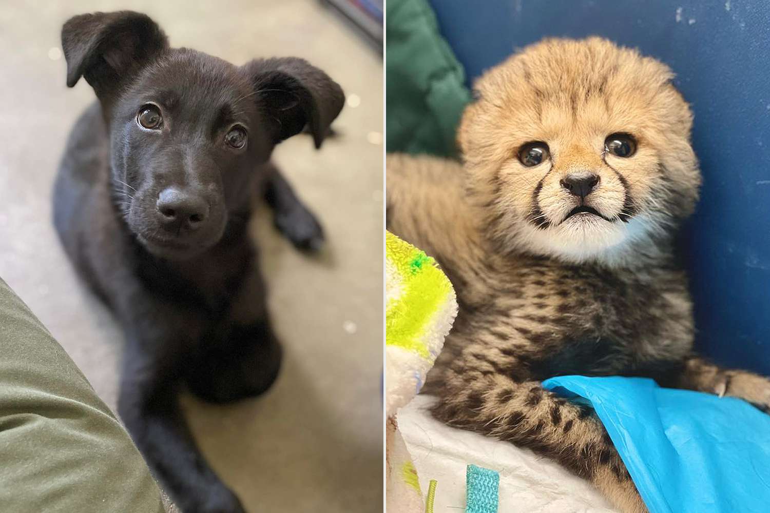 Zoológico de Cincinnati adota filhote de cachorro para filhote de chita recém-nascido