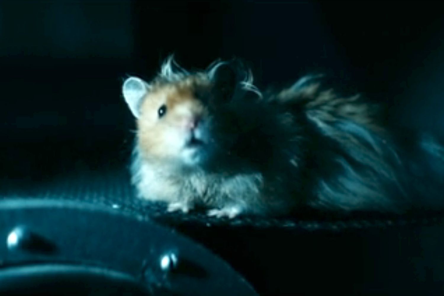 Jamie the hamster makes his live-action debut in 'The Boys' season 3