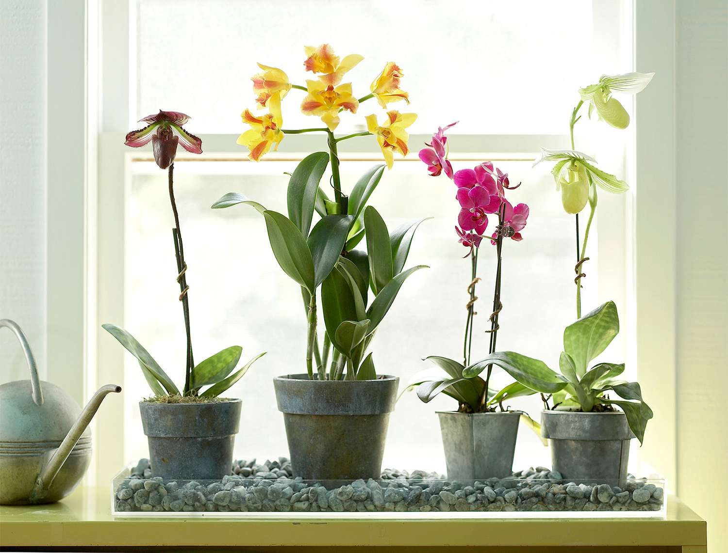 How to Water Orchids   Better Homes & Gardens
