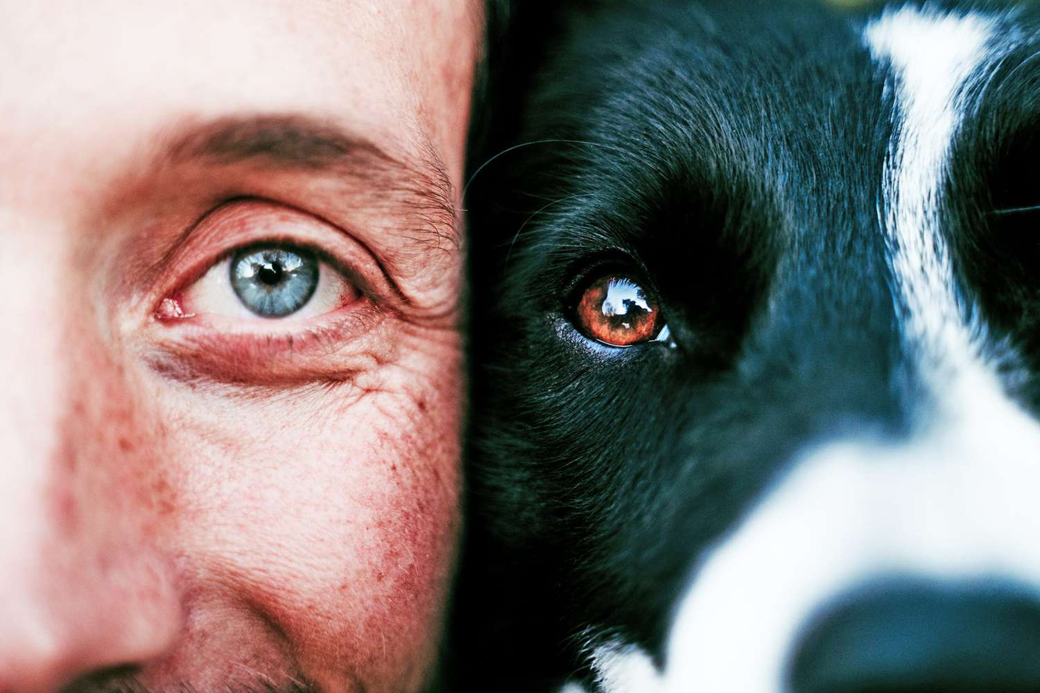 How Do Dogs See the World? A Veterinary Ophthalmologist Explains | Daily  Paws