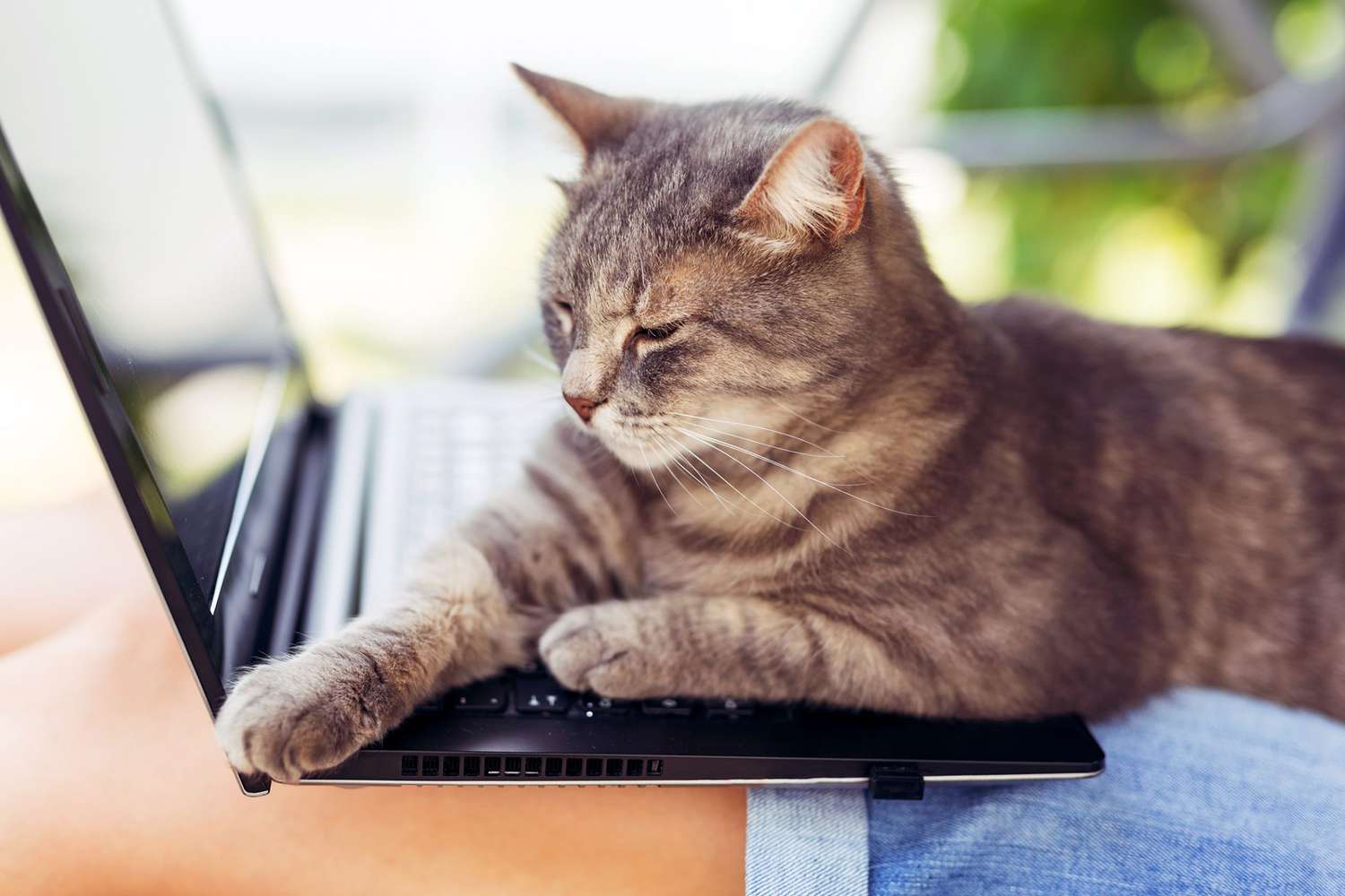 Cat on Your Keyboard? Here's Why Your Computer Is Kitty's Favorite Spot