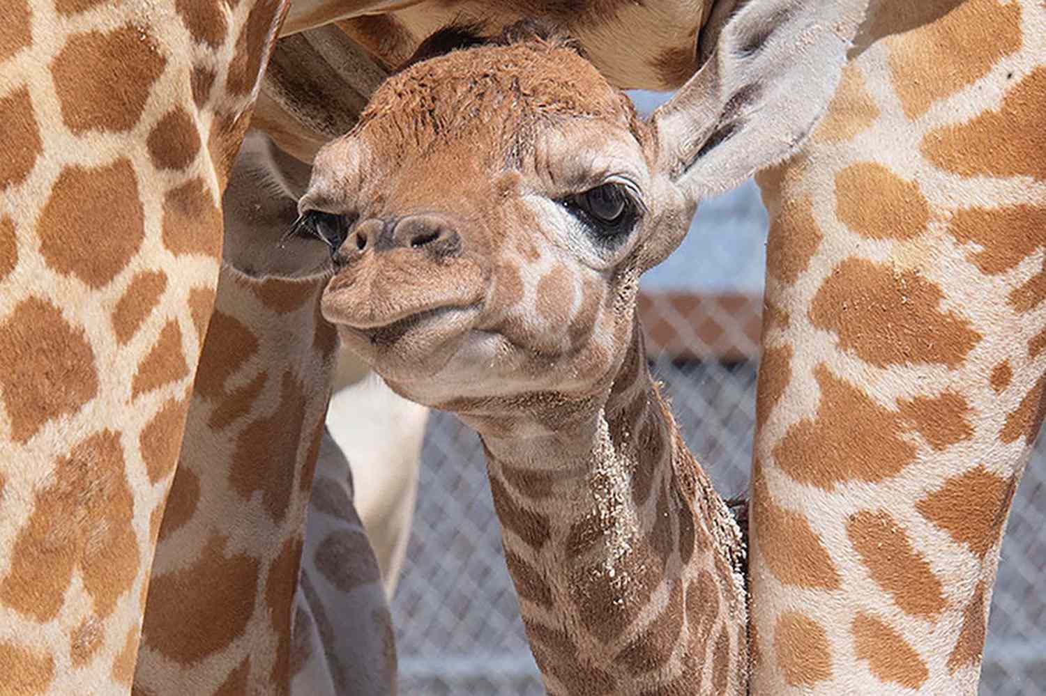 2 Baby Giraffes Born Within Days at Zoo Miami | Daily Paws