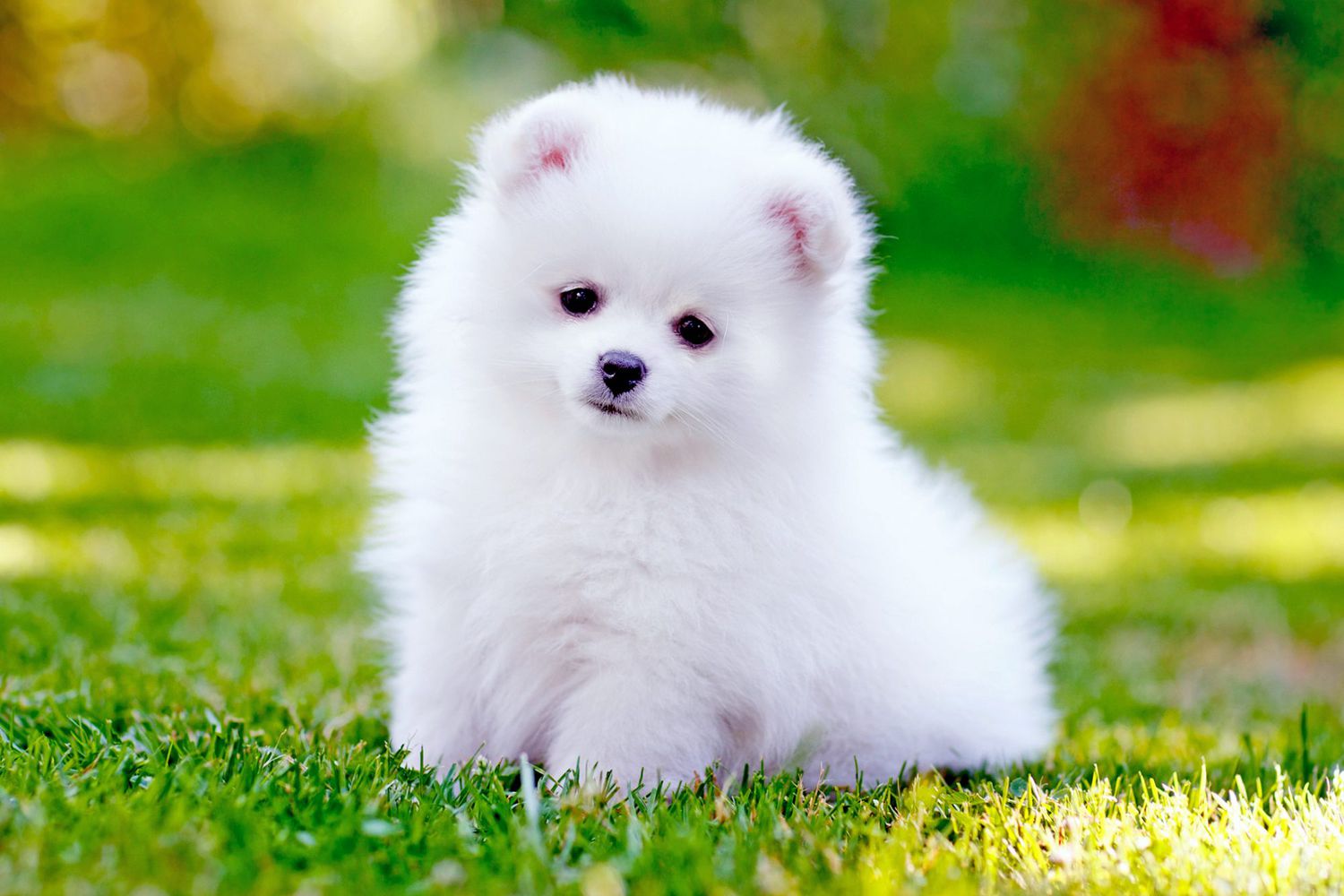 30 Dog Breeds That Have the Cutest Puppies | Daily Paws