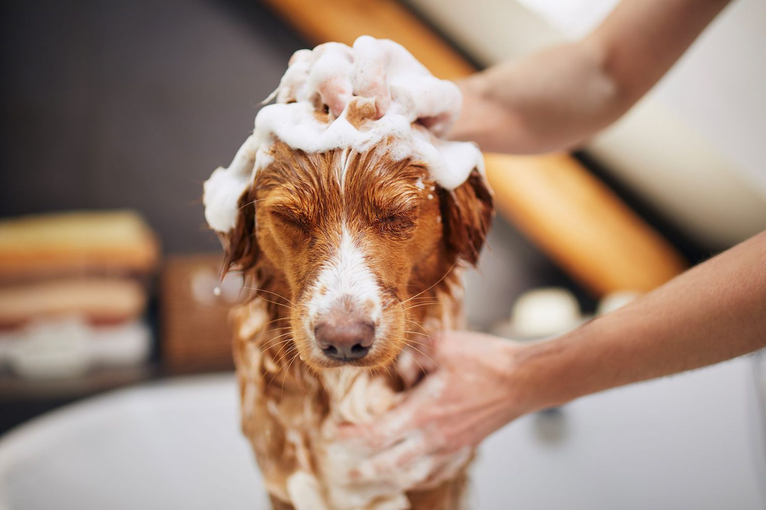 8 Tips for Bathing Your Dog This Winter