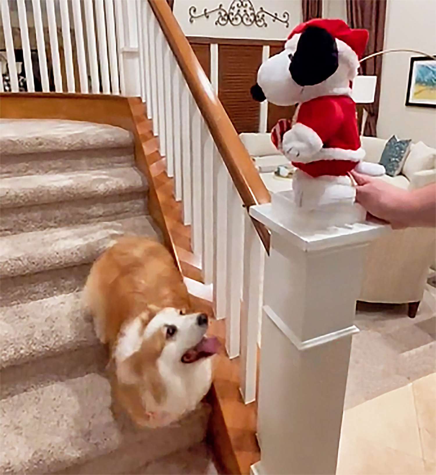 No One Has More Holiday Spirit Than This Bouncing Corgi and His Dancing Snoopy on TikTok