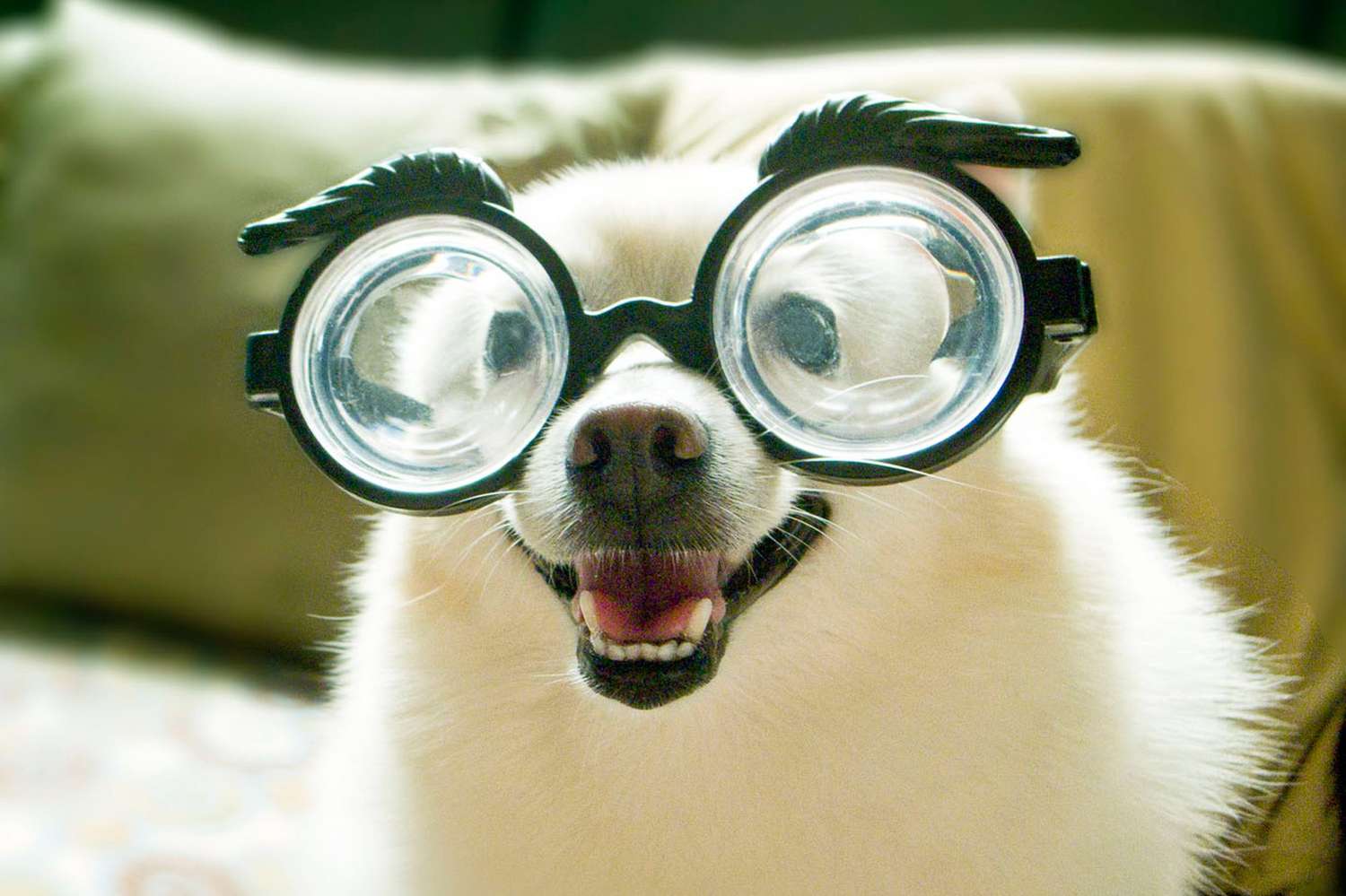 250+ Nerdy Dog Names for Your Geeky Canine | Daily Paws