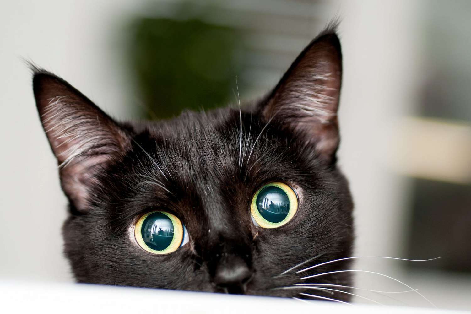 135 Black Cat Names from Classic to Crazy | Daily Paws