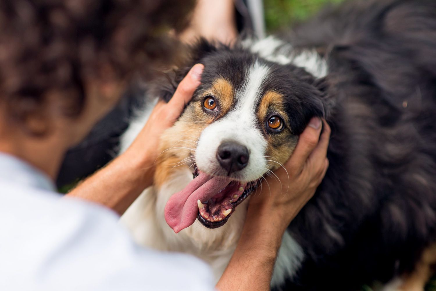What You Should Know About Taurine Supplements for Dogs | Daily Paws
