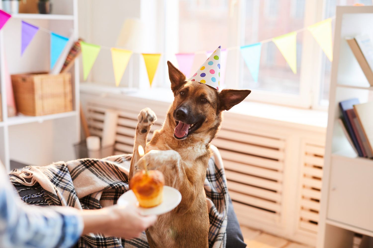 Do Our Pets Understand When We Celebrate Their Birthdays and Holidays? | Martha Stewart