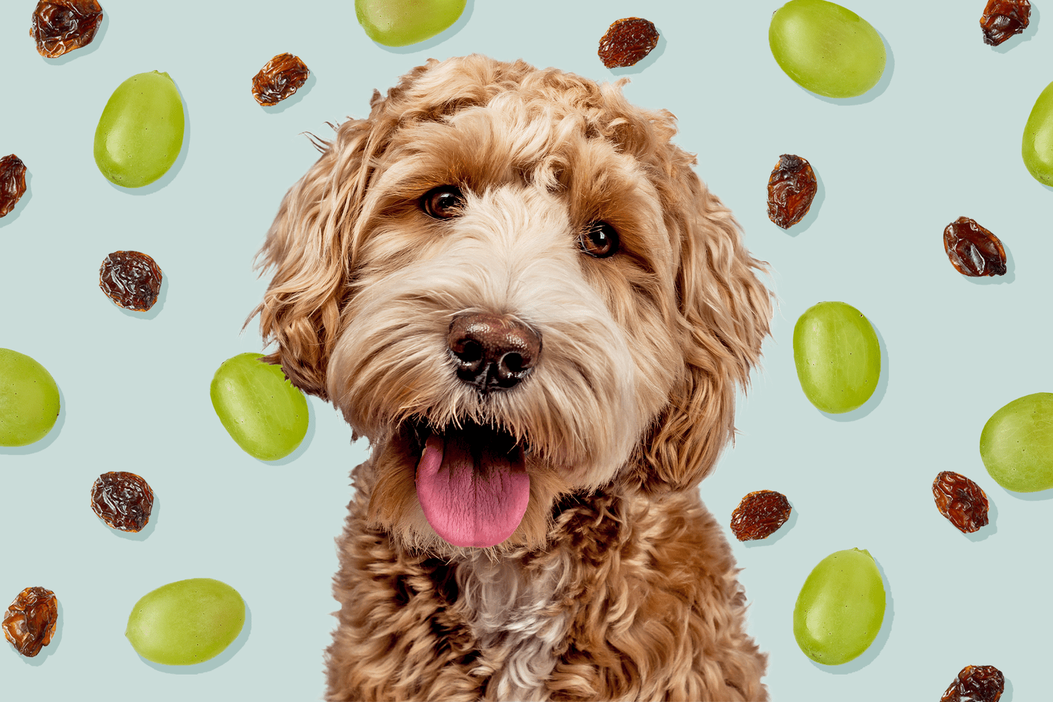 Can Dogs Eat Grapes? Here's Why Grapes and Raisins Are So Dangerous for  Dogs | Daily Paws