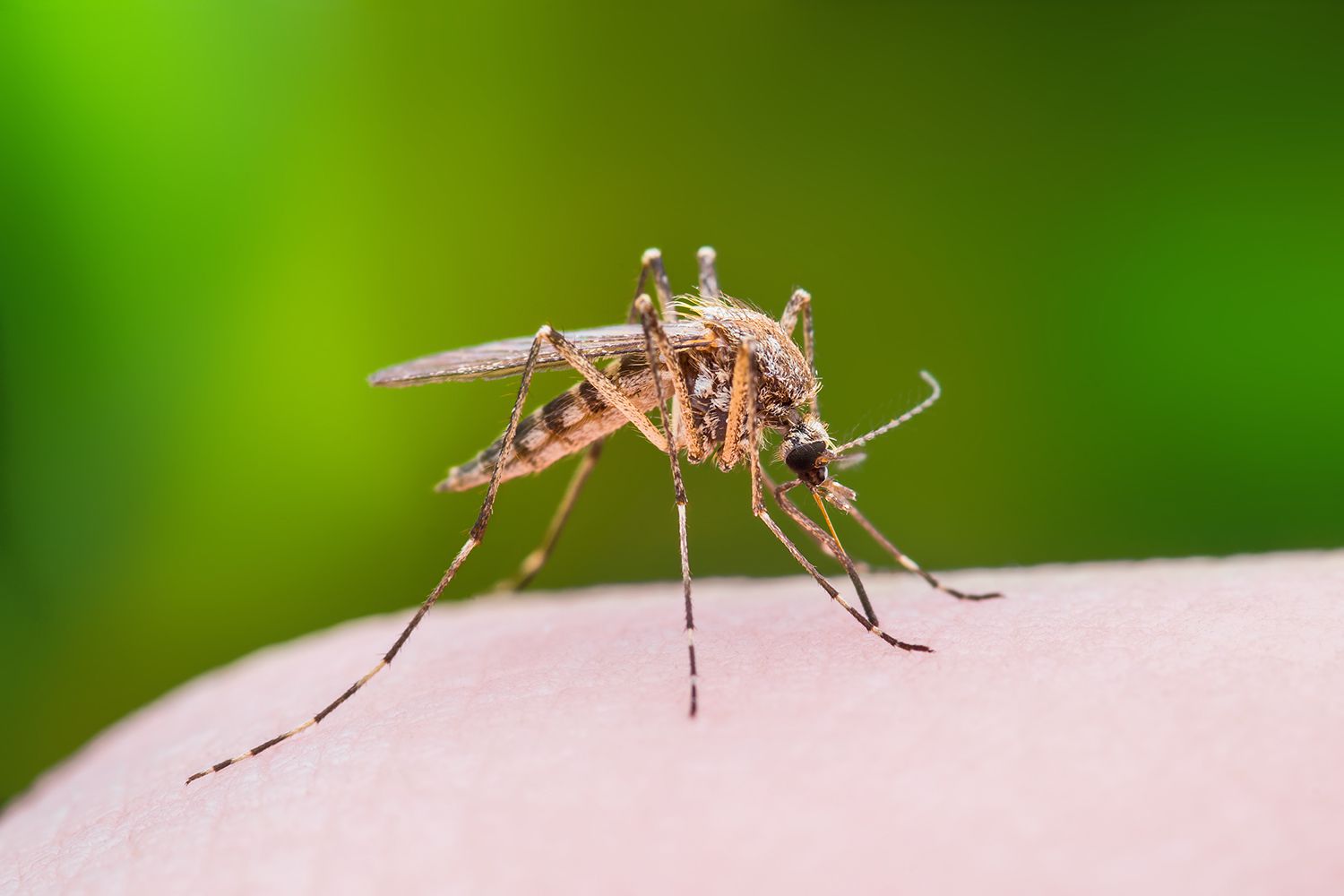 2 billion genetically modified mosquitoes released in 2 years
