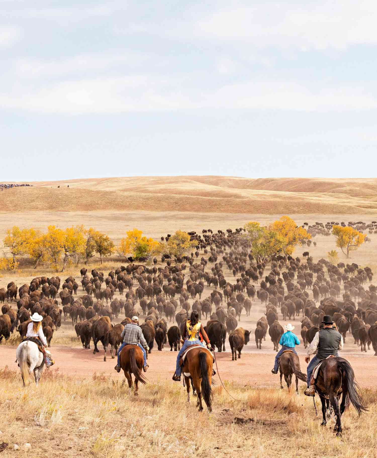 Experience the Legendary Bison Roundup at South Dakota’s Custer State Park