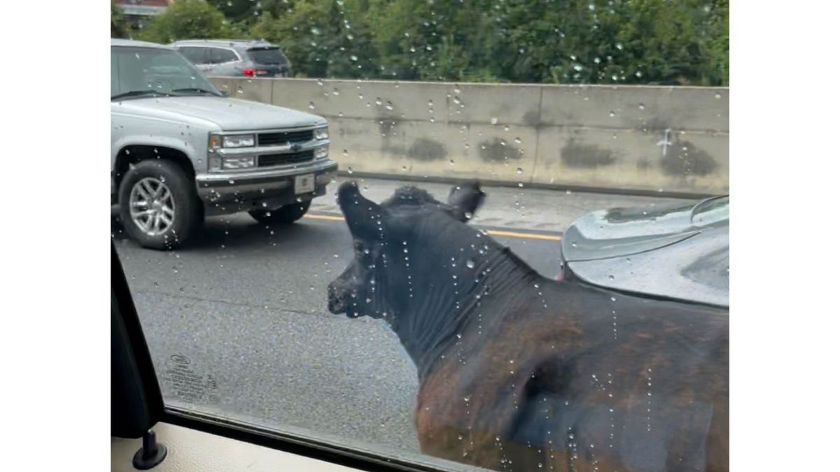 Drivers Watch as Cowboys Wrangle Loose Cows on 1-20 in Alabama ...