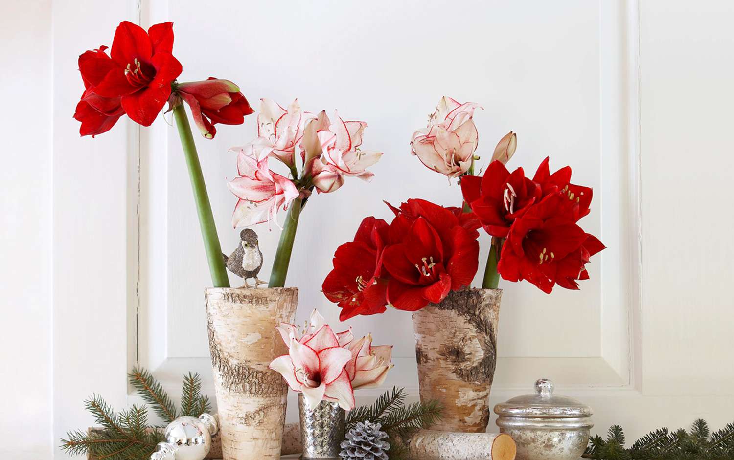 Festive Houseplants for Holiday Decorating and Gifting | Better Homes