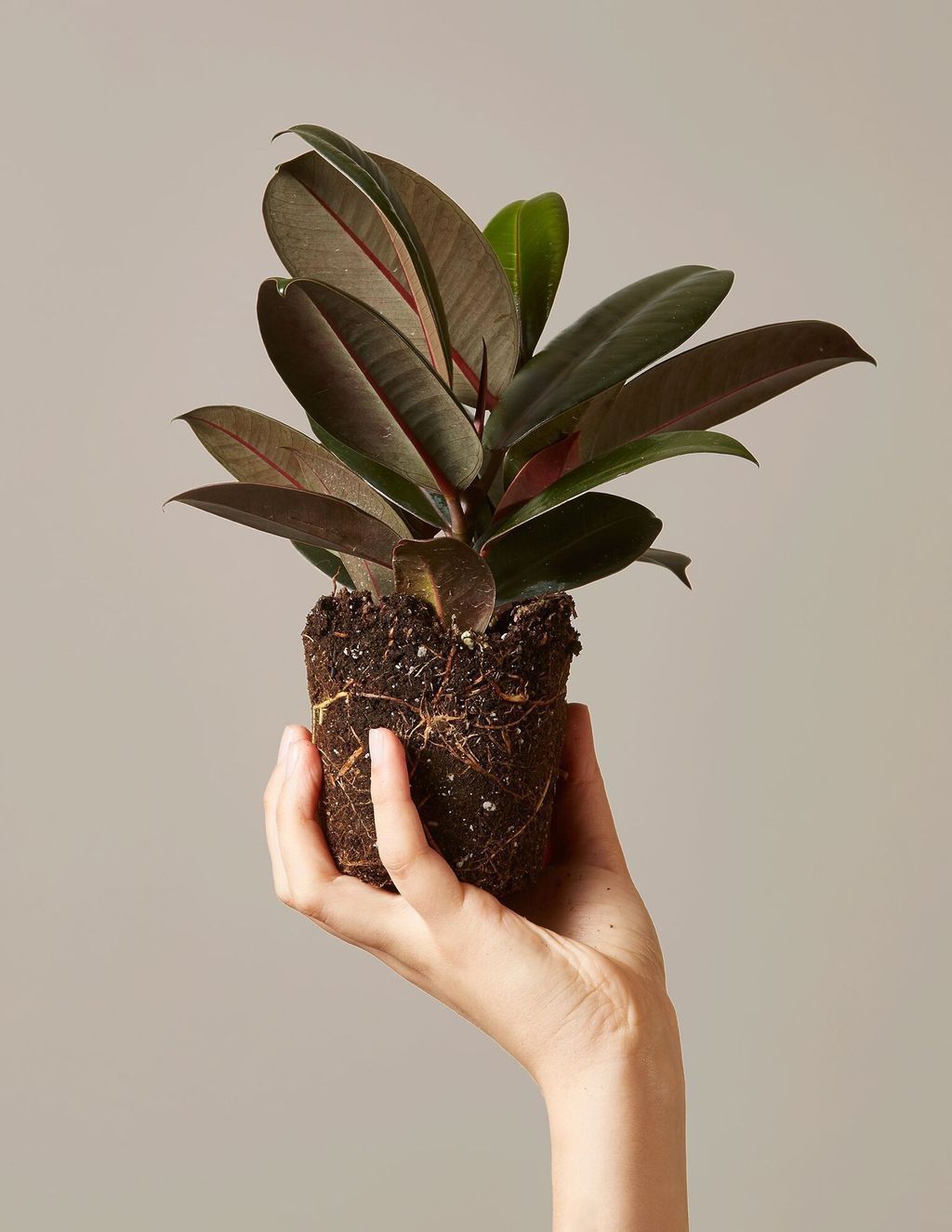 8 Moving Tips for Transporting Your Houseplants Safely | Martha Stewart