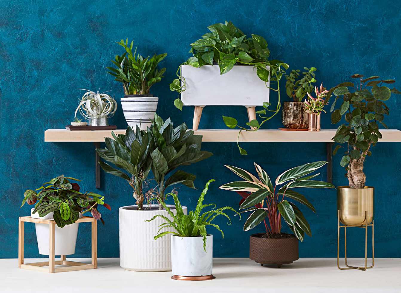 Up Your Style With These Houseplants   Midwest Living
