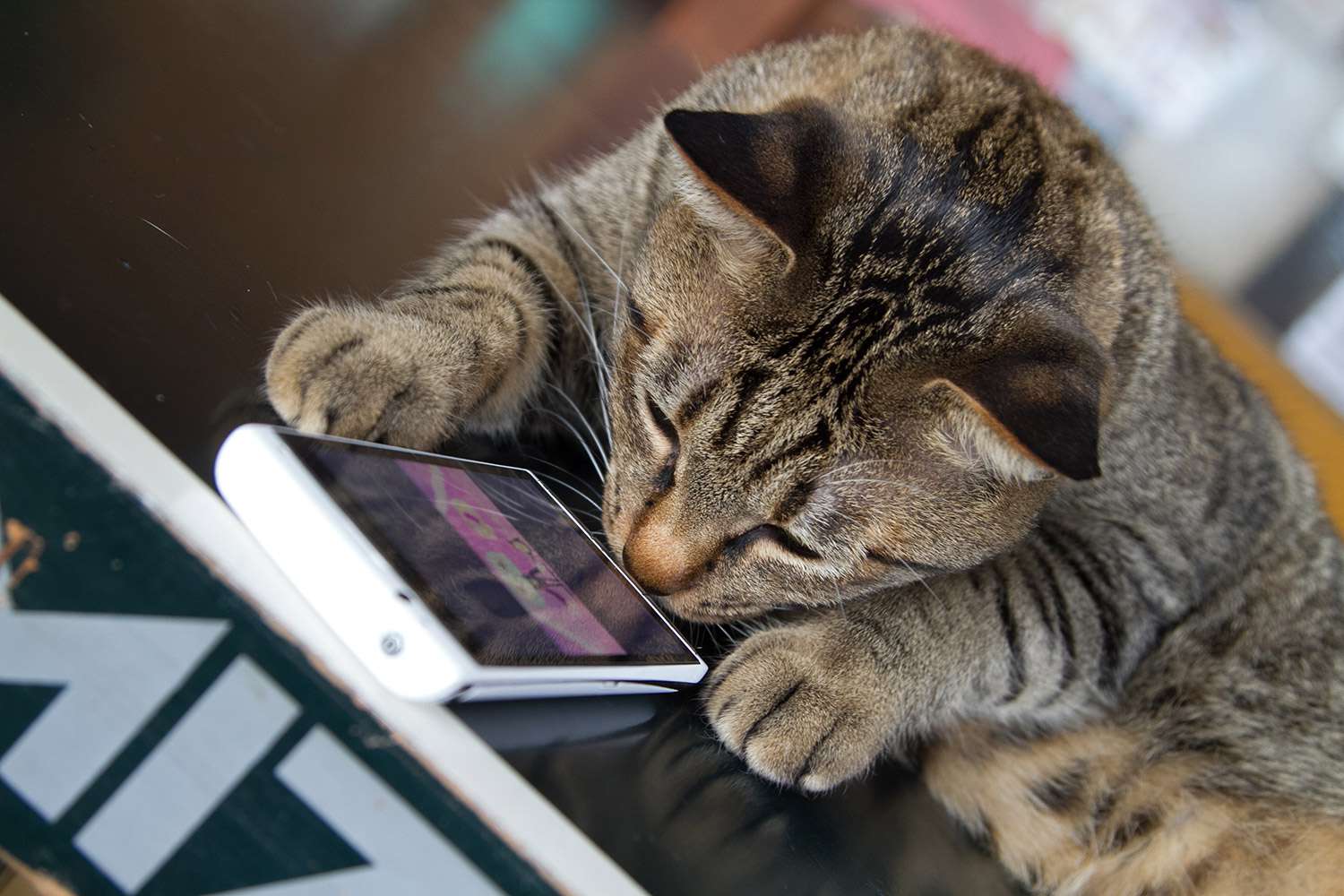 Former Amazon Engineer Creates App to Translate Cat Meows into Words Humans Understand