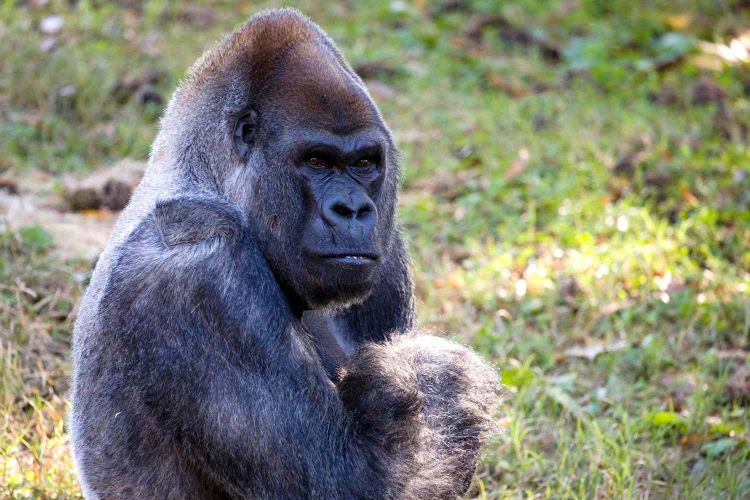 World's Third-Oldest Male Gorilla Dies at 61 in Atlanta Zoo: 'This Is a Devastating Loss'