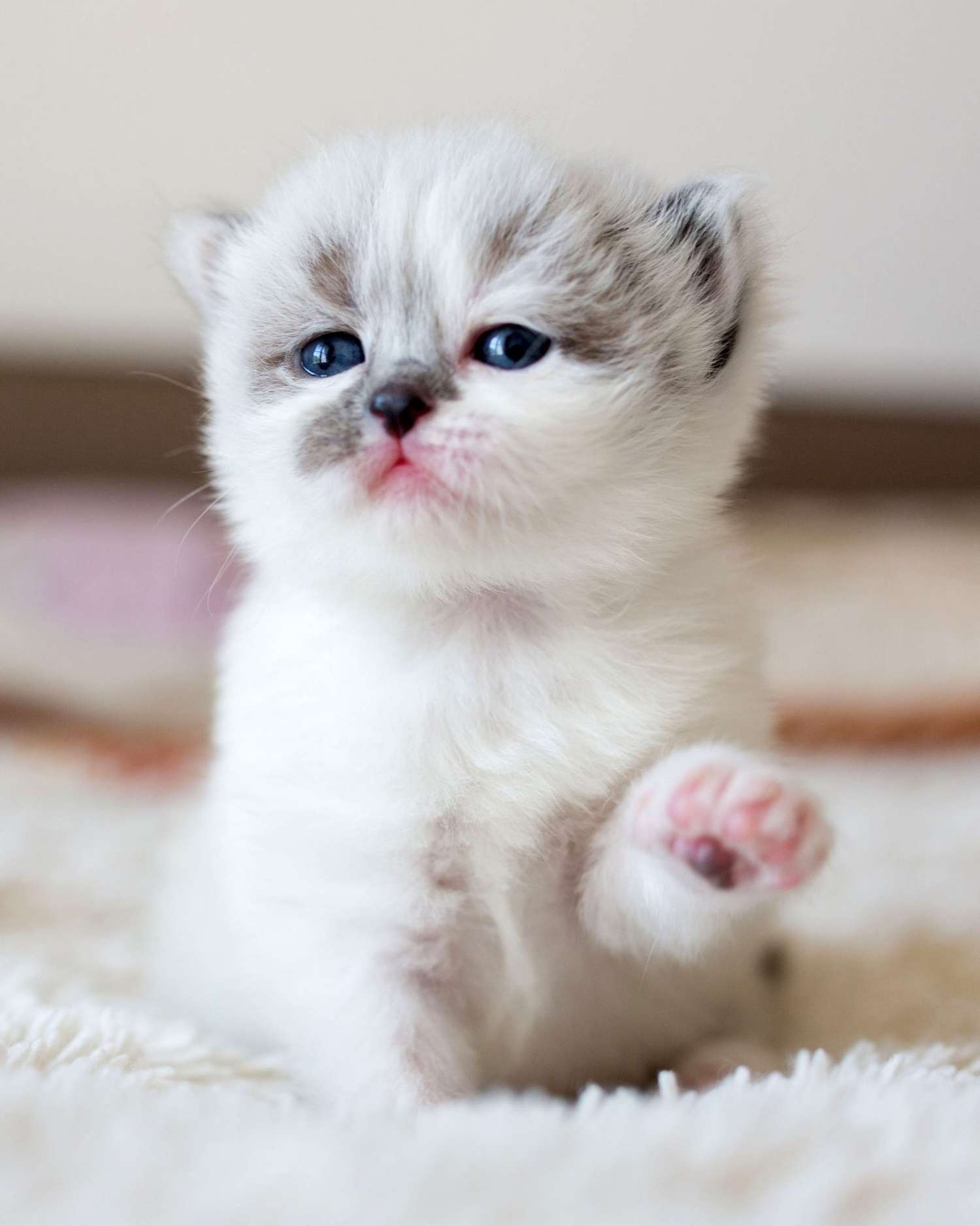 300+ Cute Cat Names for Every Kind of Kitty | Daily Paws