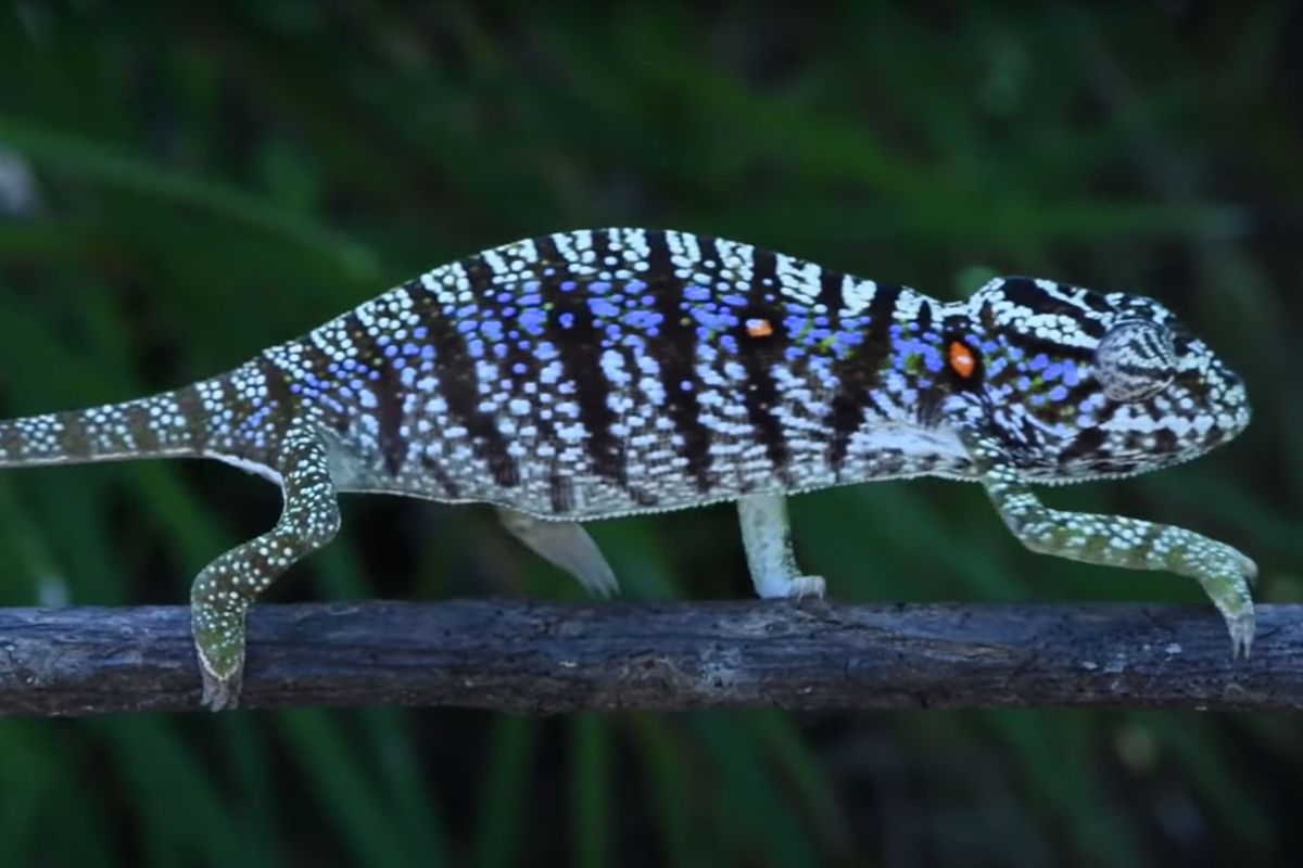 This Insanely Elusive Chameleon Has Been Spotted for the First Time in 100 Years