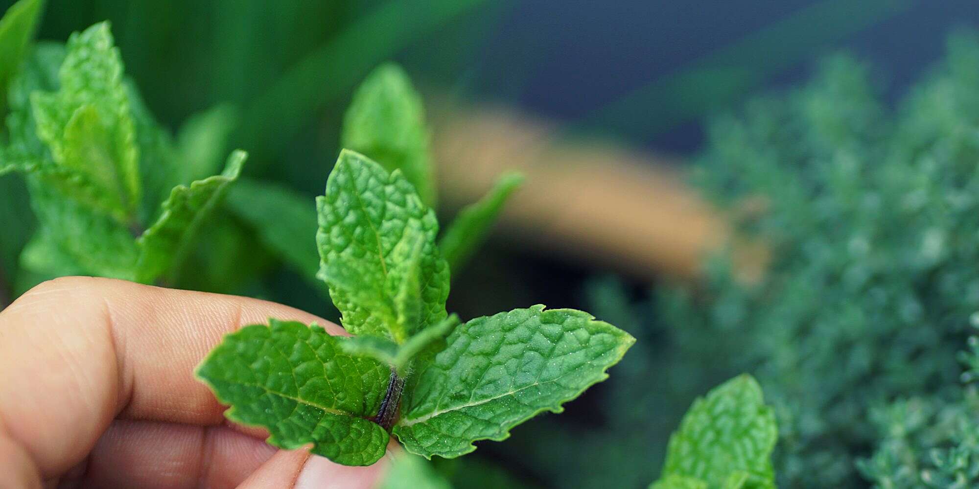 Two Easy Ways to Use Garden Mint in Drinks