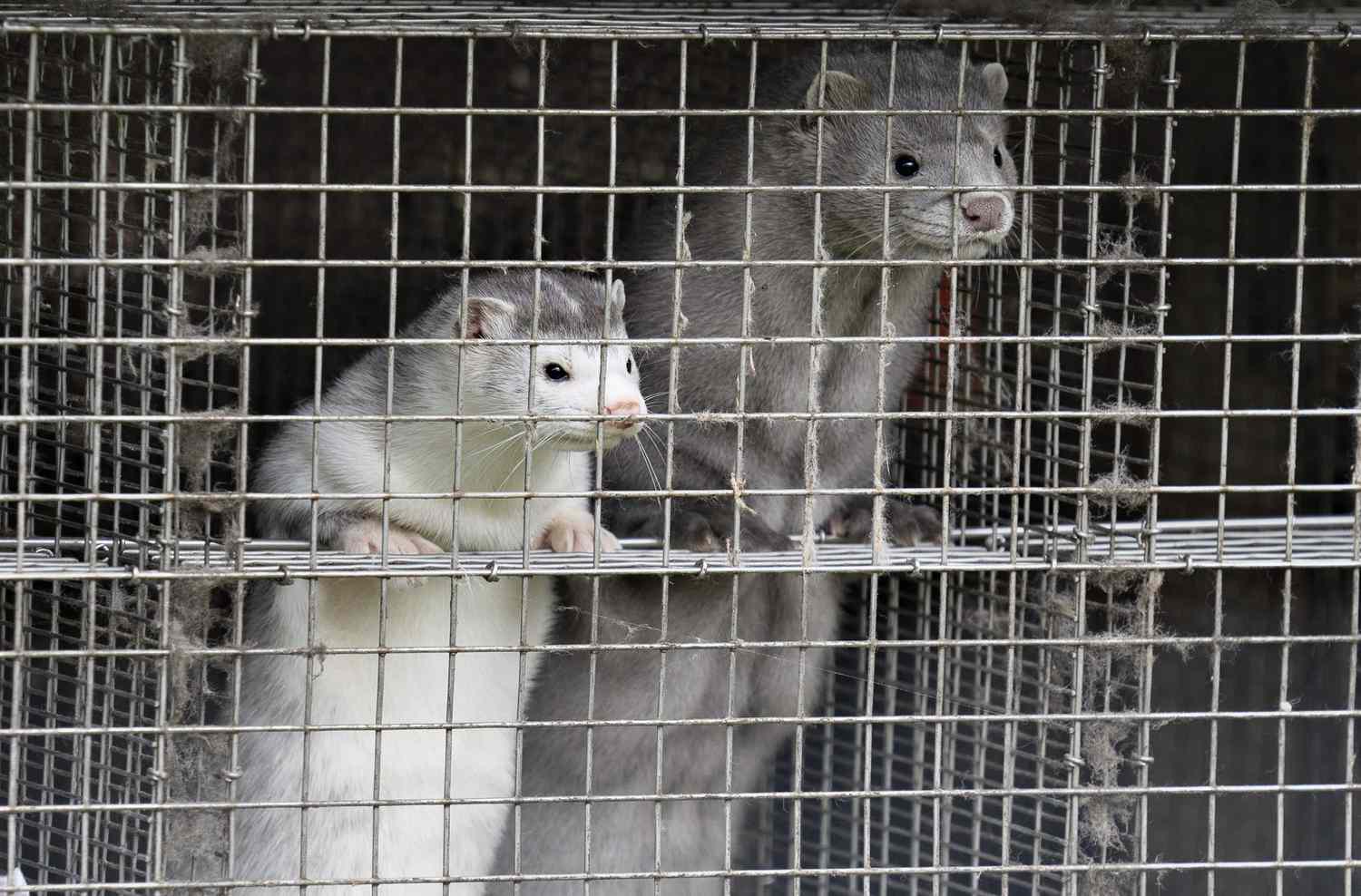 Thousands of Minks Die After Coronavirus Outbreaks at Fur Farms Across the U.S.