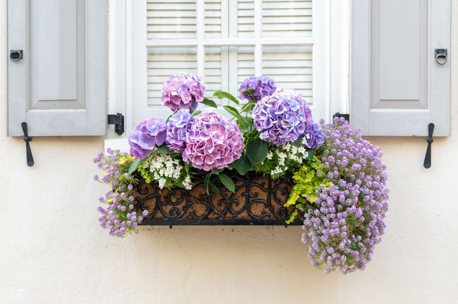 The Best Flowers for Window Boxes   Martha Stewart