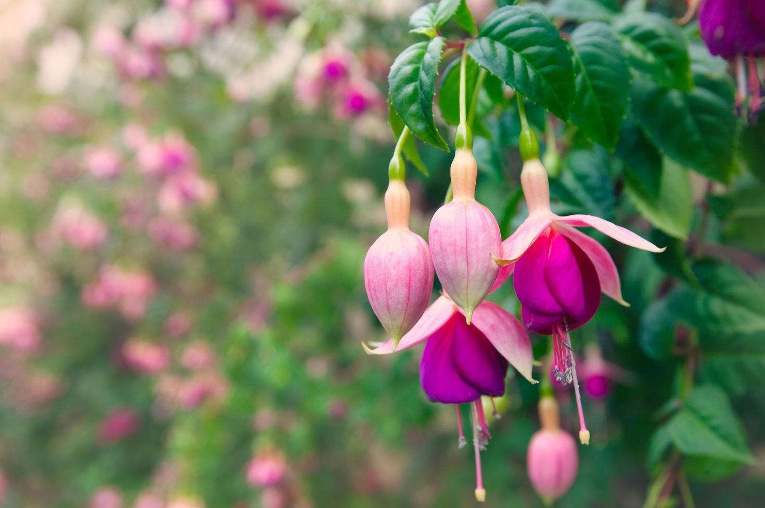 How to Grow and Care for Fuchsia Plants   Martha Stewart