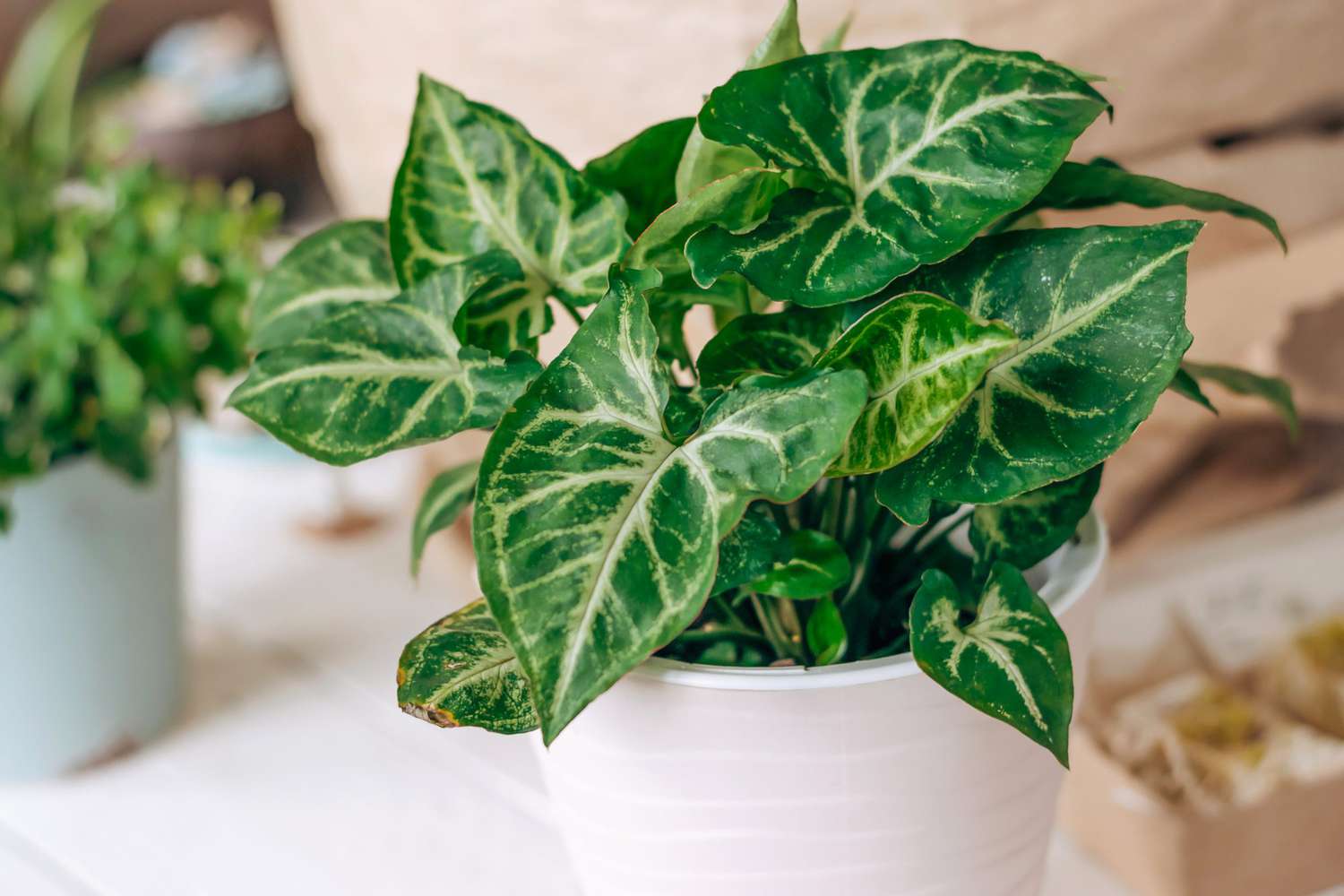 How to Care for the Arrowhead Plant, a Vining Variety That Thrives in Low Light