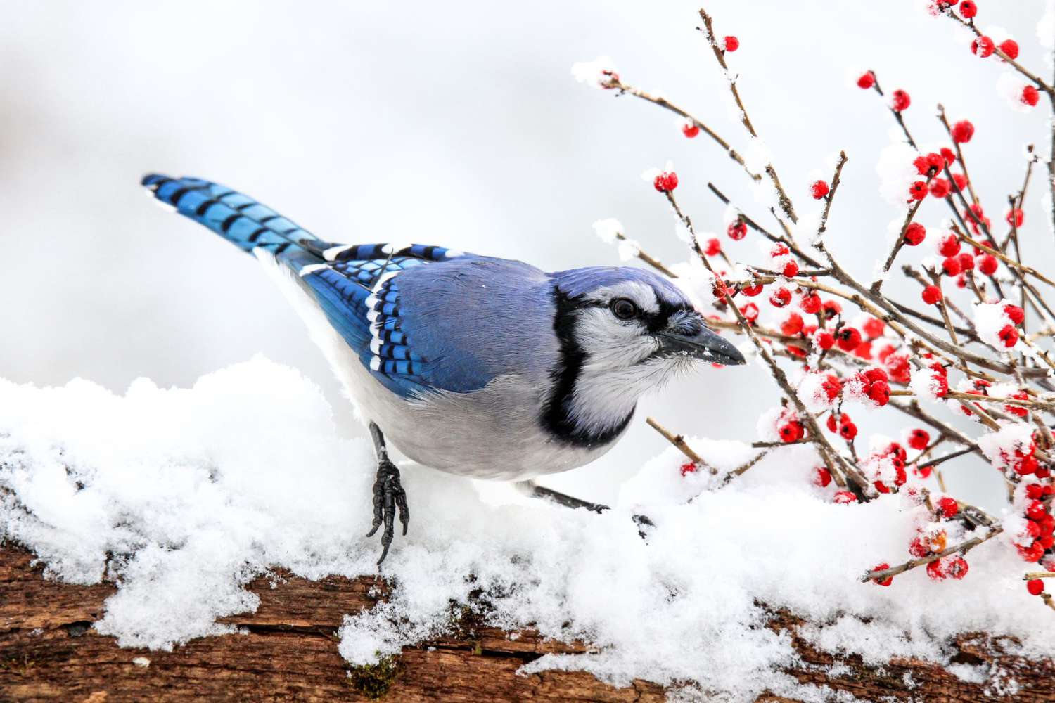 Attract More Birds to Your Garden This Winter by Following These Expert-Approved Tips