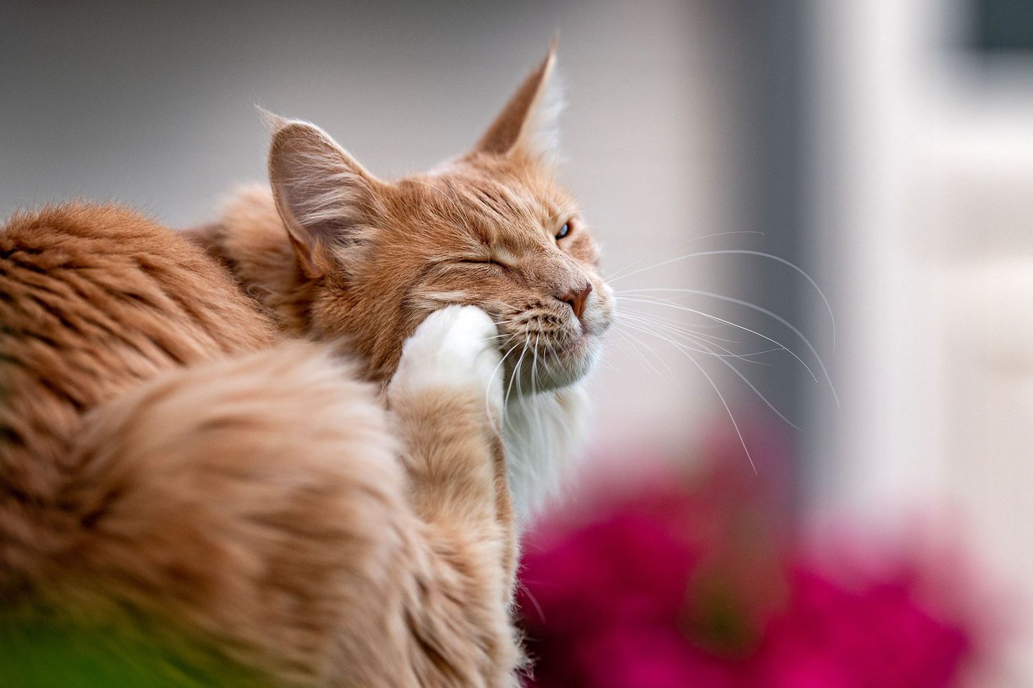 Cat Skin Conditions: How to Recognize & Treat Ear Mites, Ringworm, Fleas,  More | Daily Paws