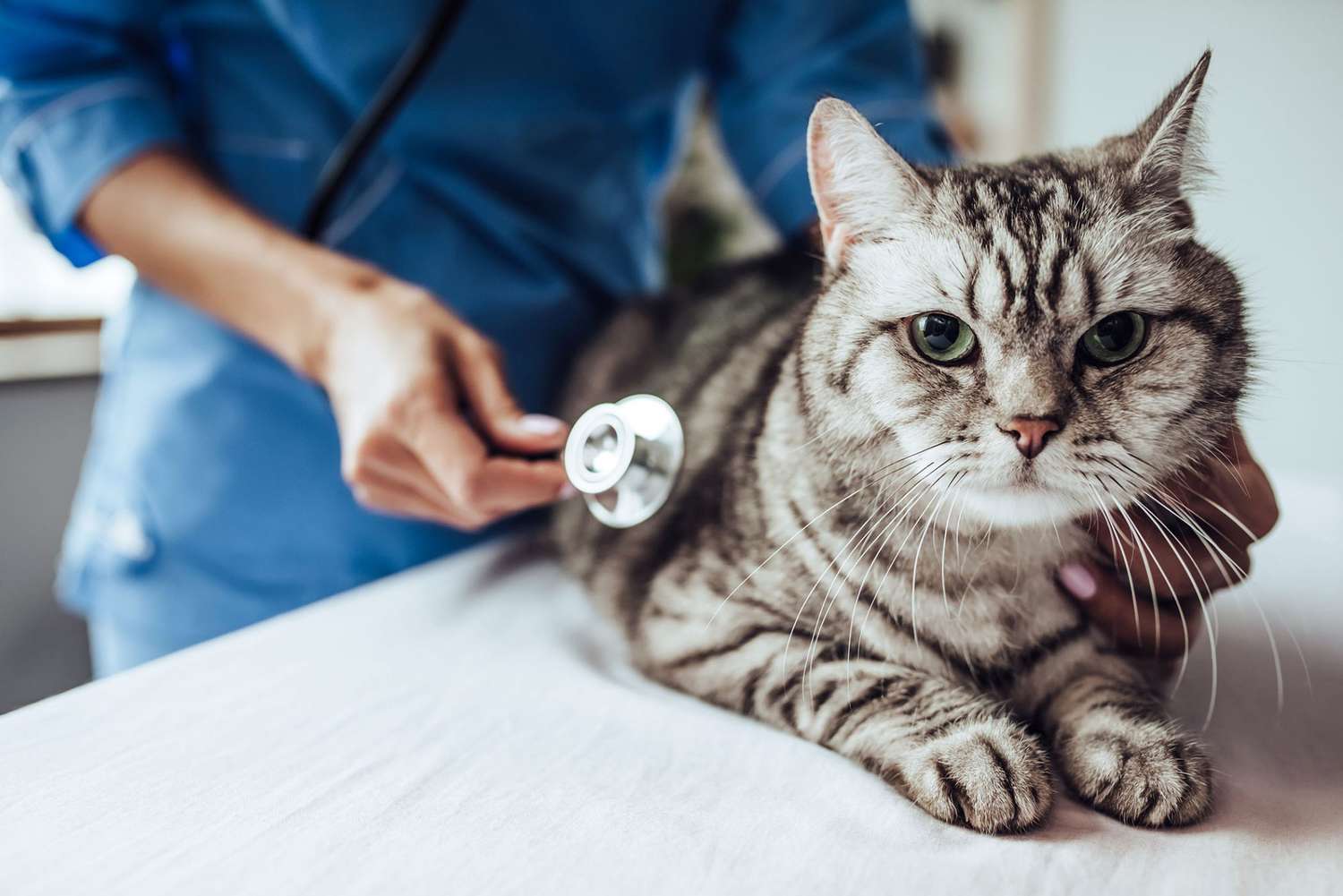 What Is Pancreatitis & How Do I Take Care of a Cat Who Has It?