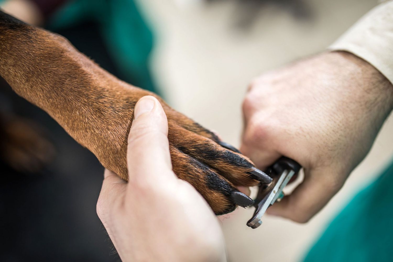 Pro Tips on Trimming Your Dog’s Nails at Home | Daily Paws