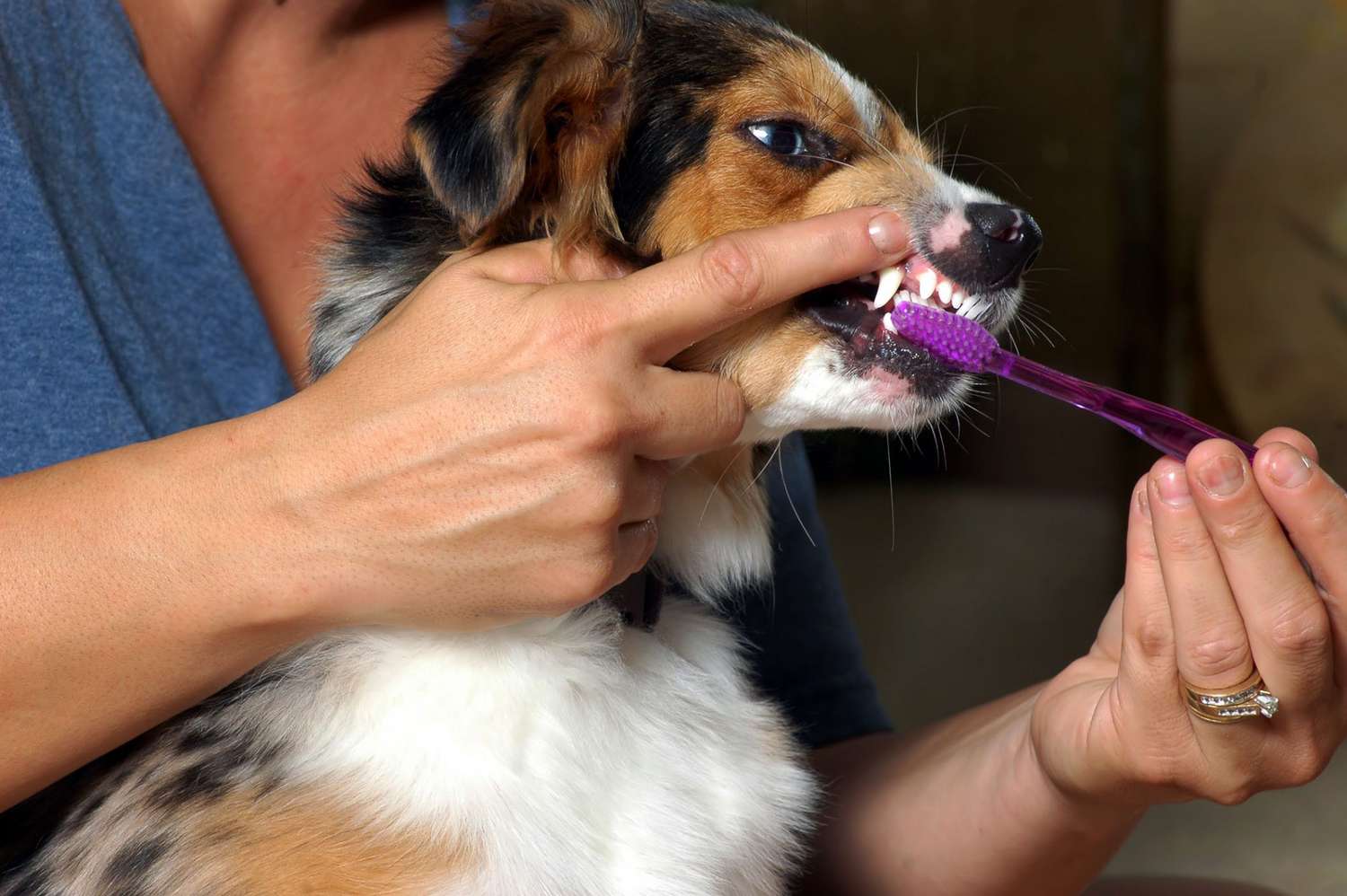 How to Brush Your Dog's Teeth for Strong Dental Health | Daily Paws