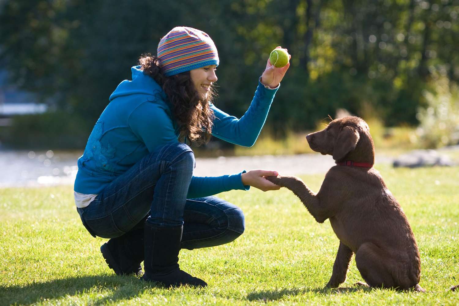Why Dog Obedience Training Is So Important & How to Tackle It | Daily Paws