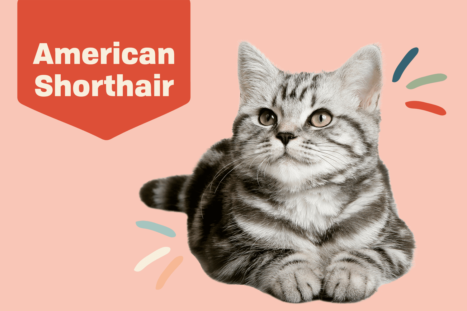 American Shorthair Cat Breed Information & Characteristics | Daily Paws
